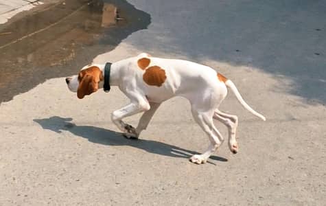English Pointer well groomed healthy