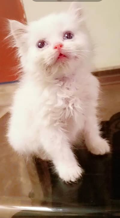 parsehn cat available