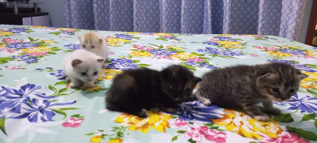 parsehn cat available 1