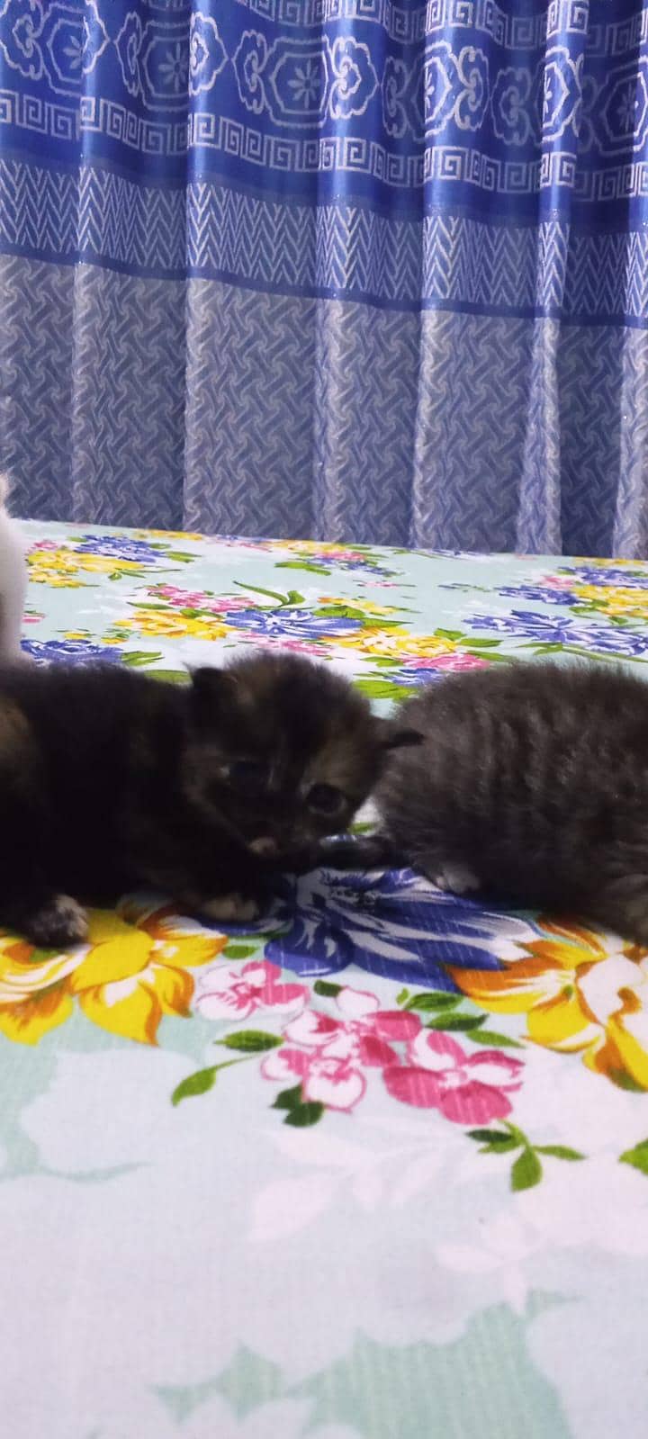 parsehn cat available 2