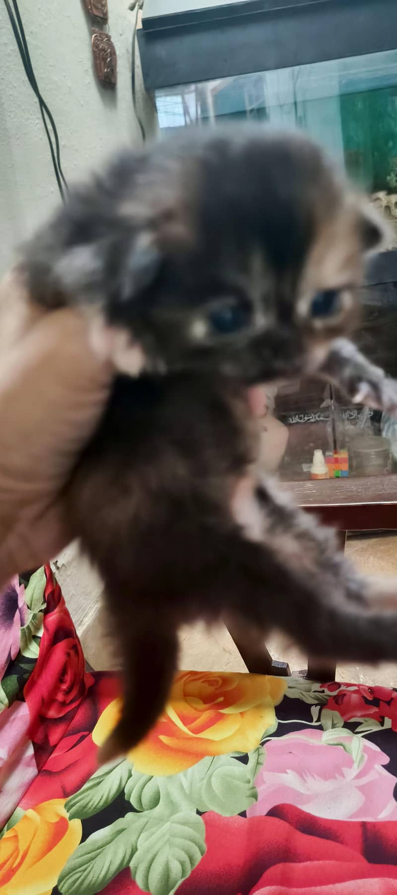 parsehn cat available 3