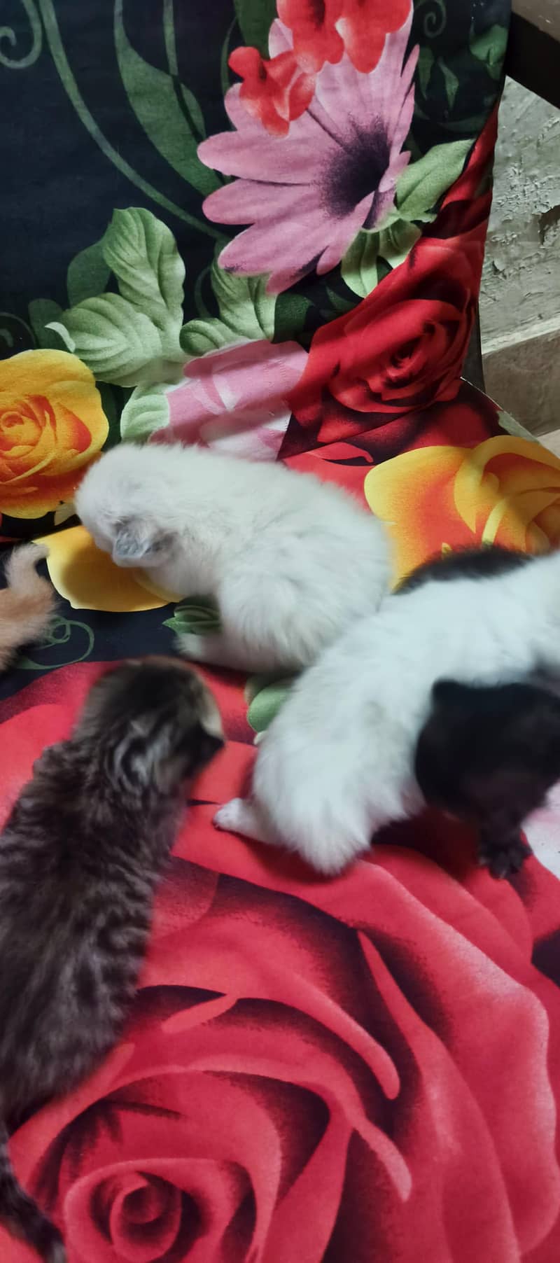 parsehn cat available 4