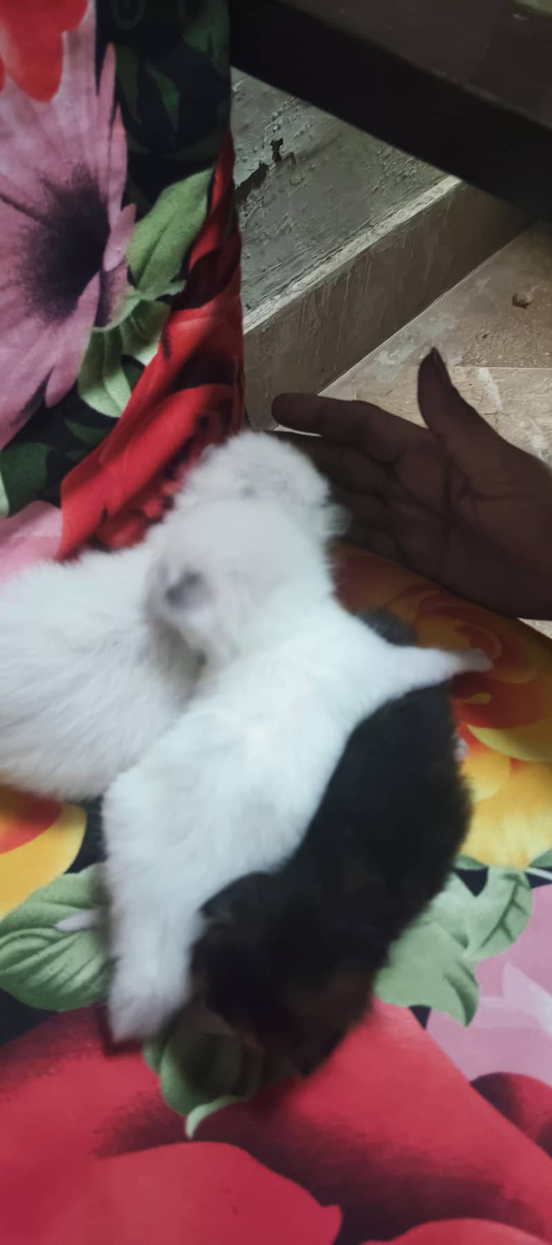 parsehn cat available 5