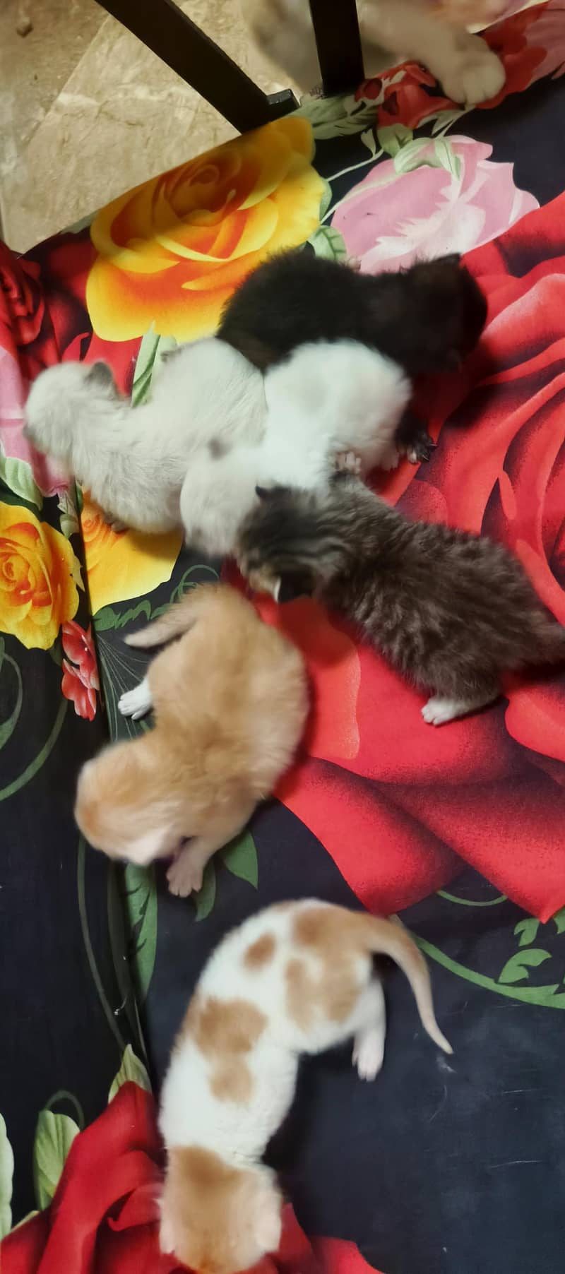 parsehn cat available 6