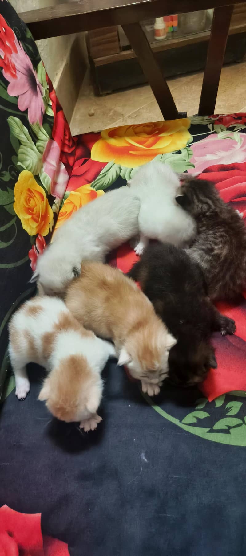 parsehn cat available 7