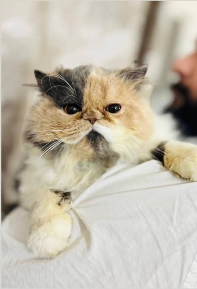 Calico female ready to breed