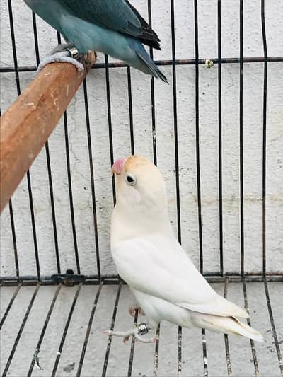 Love bird bredr pair with DNA