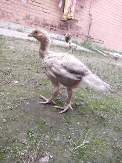 Heera Aseel Chicks for sale