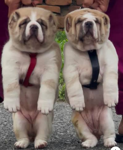 alabai security dog 2 month pair for sale