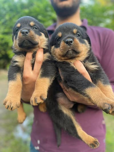 rottwelier pupies