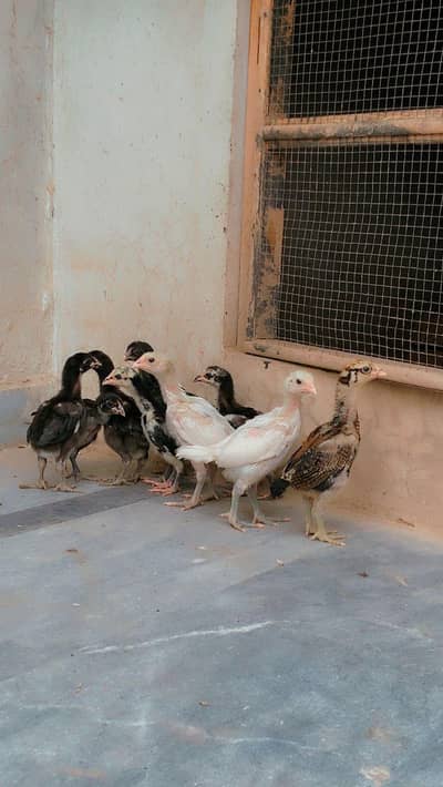 Thai pakoy  Super VIP QUALITY