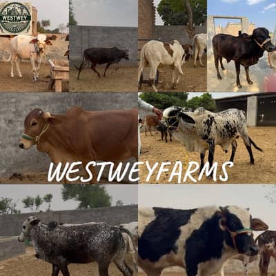 Desi bachre for sale range from 1.35 lacs to 4 lacs