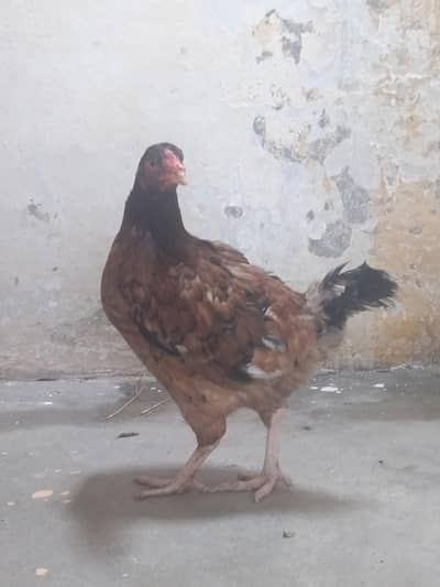 Fresh Desi Murgi For Sale