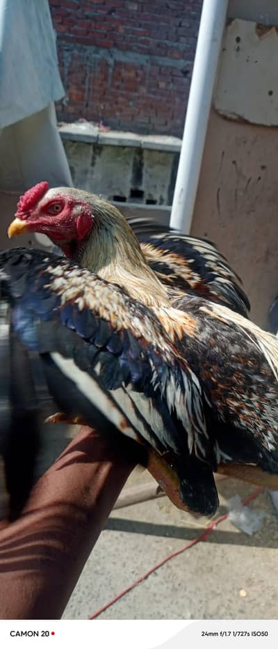 aseel Murga China Sindhi murgi