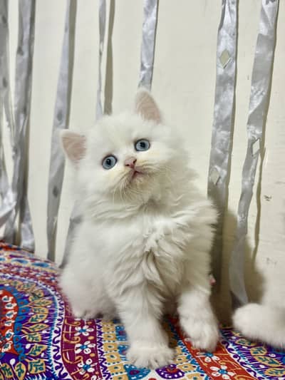 Homebreeded Persian kittens available for sale