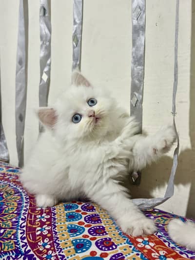 Homebreeded Persian kittens available for sale