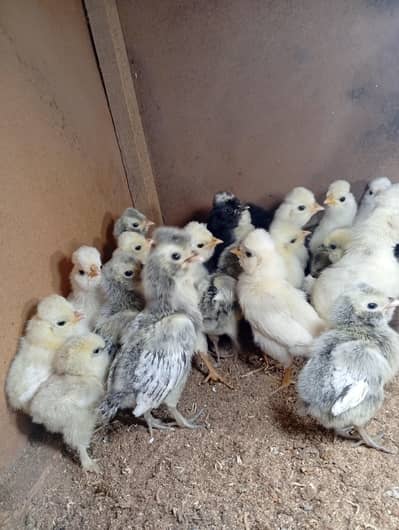 polish/Silkie/heavy chicks (03047369155)