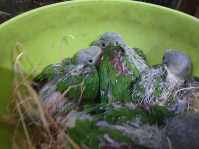 Raw parrot chicks
