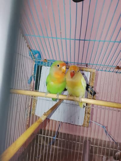 Dacino and Rosicoli pair