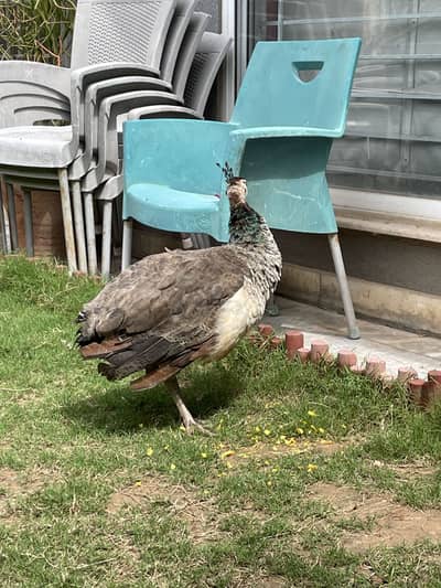 Beautiful peacock (female)