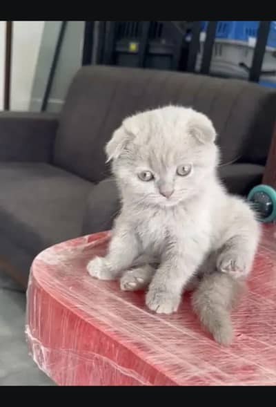 Scottish fold kittin for sell. 0313 4935014