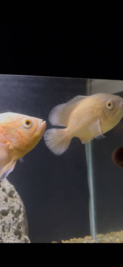 Lemon & Chilli Oscar