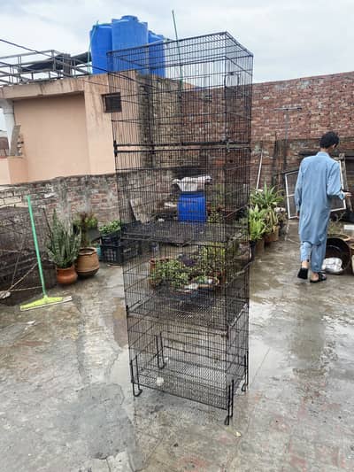 Dark head pastal fawn split java and cages