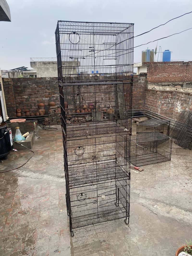Dark head fawn java and cages 2