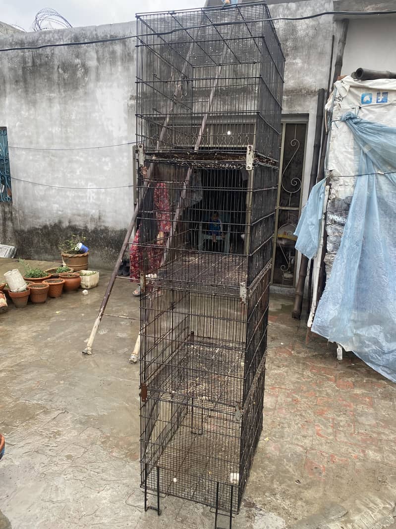 Dark head fawn java and cages 3