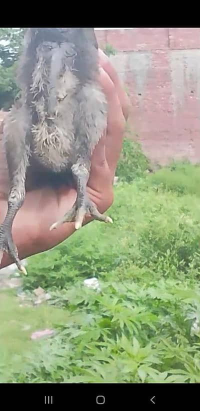 pure dragon chicks bht hi achi quality ka he