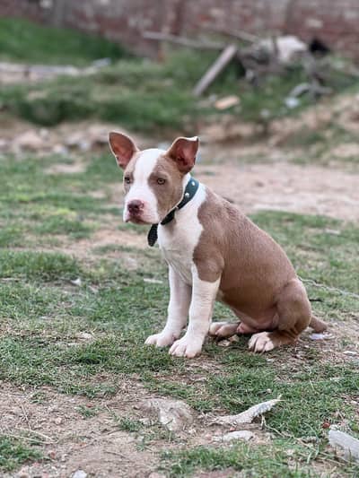 pitbull dog urgent sale
