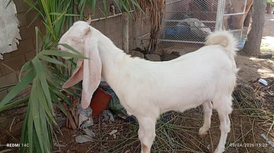 Gulabi Cross Bakri