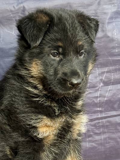 Long coat German shepherd puppies