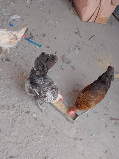 Egg wali hen for sale