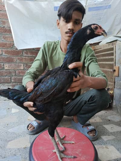 pakoya Madi cp Lan 03124613025