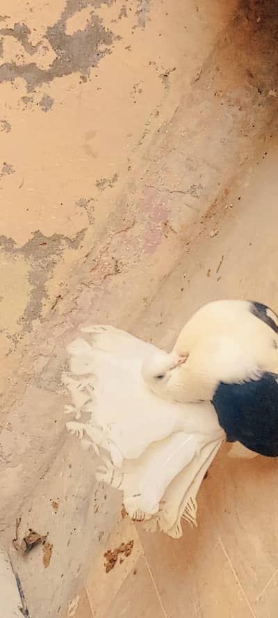 fantail breeder pair