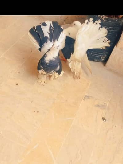 fantail breeder pair