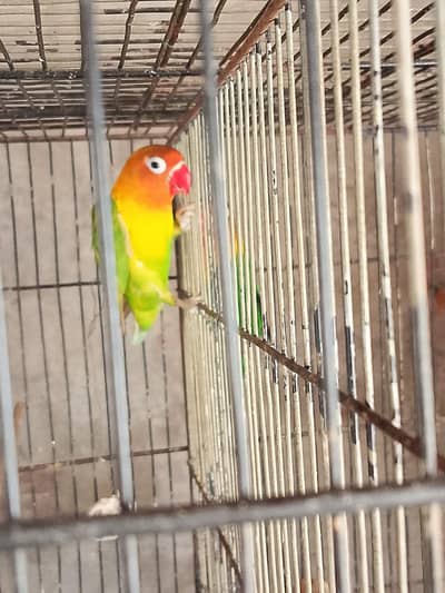 lovebirds, Zebra Finches, Java Finch