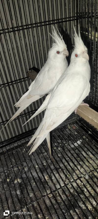 All setup cocktail sale all breeder pair