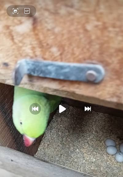 Green Ringneck Breeder Pair