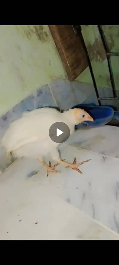 three beautiful chicks