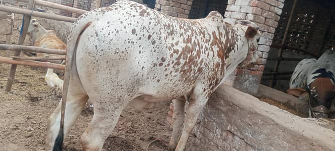 Qurbani animals for sale