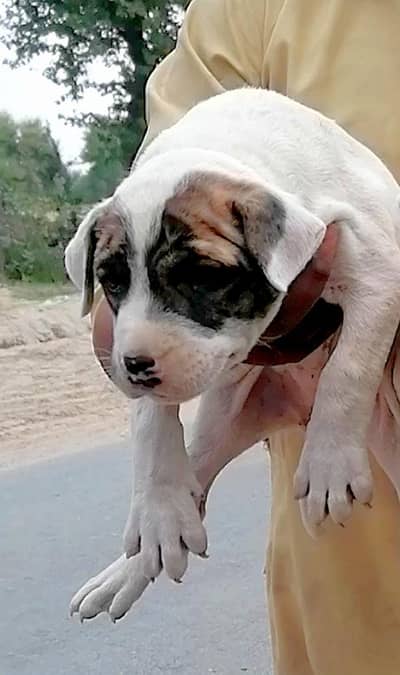bully gultair female puppy available for sale