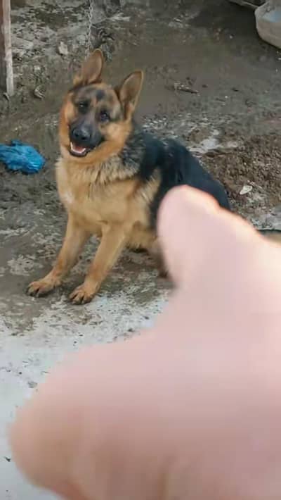 Pure German Shepherd