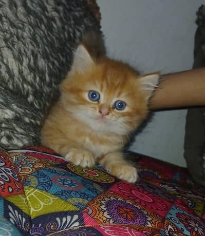 CUTE KITTENS AVAILABLE FOR SALE 