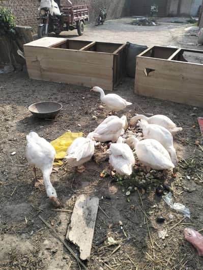 Goose Ducks/Muscovy Ducks/