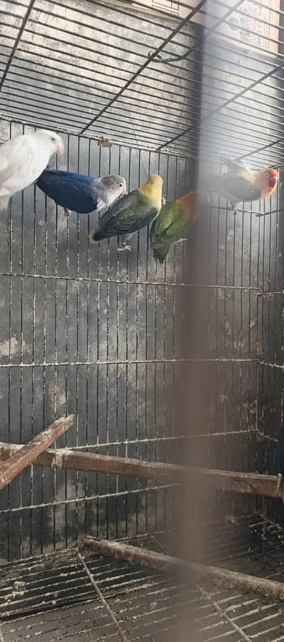 LoveBirds for sale | Love birds at best price | Rare breed