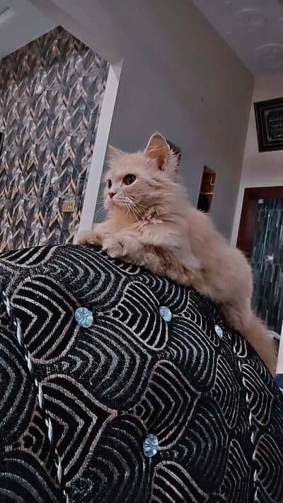 Persian semidoll face