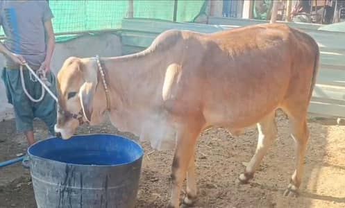 Bachri Kheeri Available for sale