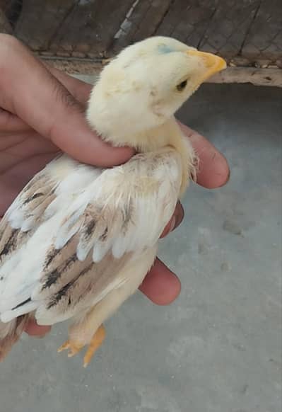 Aseel mianwali chicks Aseel heera chicks Aseel chicks
